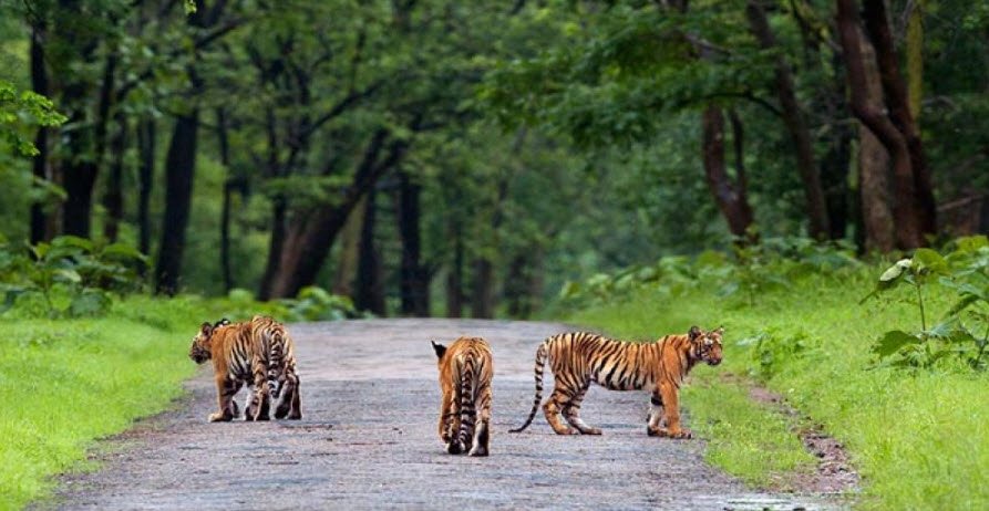Andhari Wildlife Sanctuary
